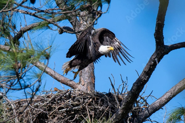 Obraz bald eagle in the tree