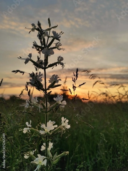 Obraz white flower at sunset 