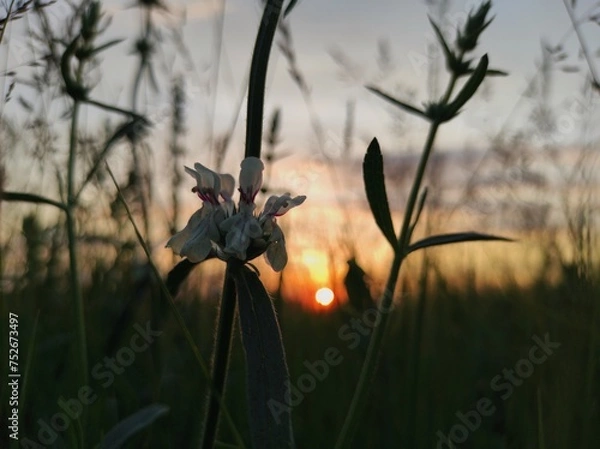 Obraz flower in the evening 