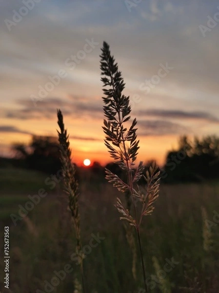 Obraz sunset over the field 