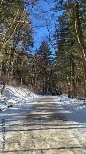 Obraz beautiful scenery and trees in the winter mountains