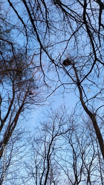 Obraz an airplane flying through a new house on a tree