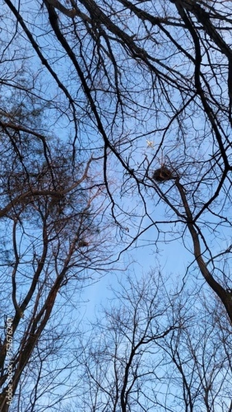 Obraz an airplane flying through a new house on a tree