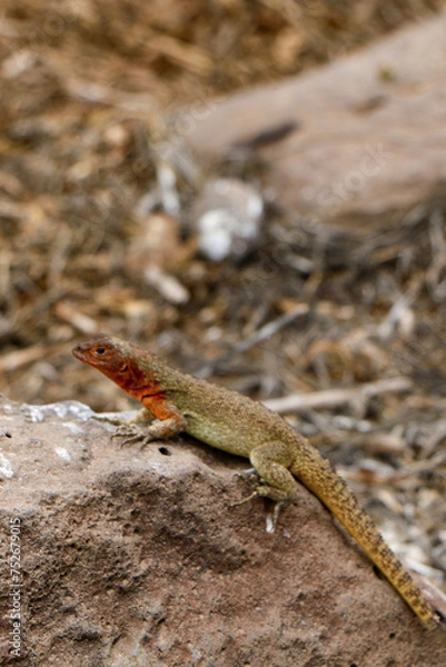Fototapeta lava lizard on the rock