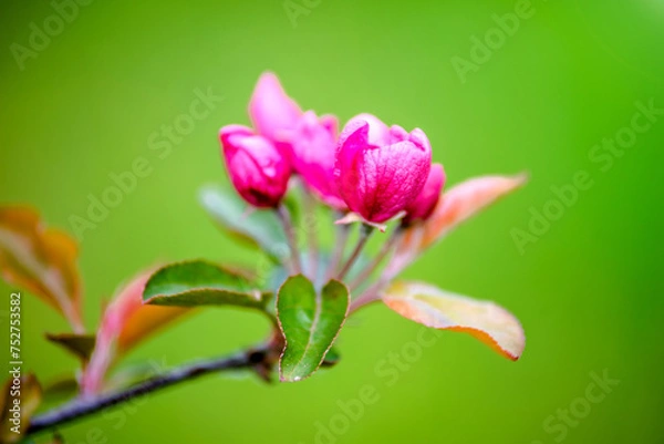 Fototapeta pink rhododendron blooms in the Botanical garden
