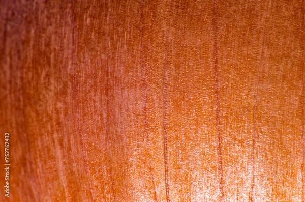 Obraz Onion peel close-up, background, texture