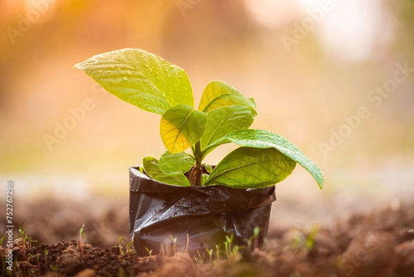 Obraz Young teak tree growing in yellow sunlight with dew drops on their leaves, teak trees in the morning, The seedling are growing.