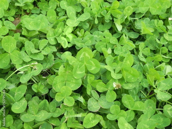 Obraz クローバー