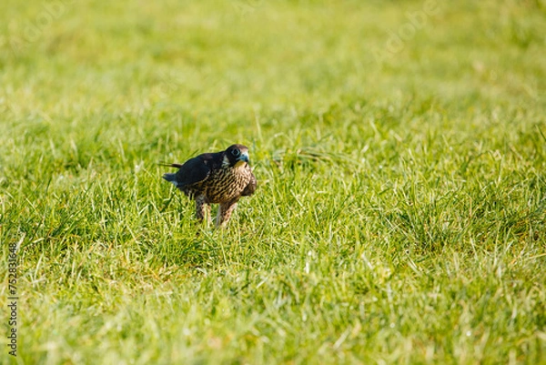 Obraz Falcon Posing in the Grass