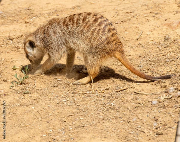 Fototapeta Meerkat (Suricata suricatta) or suricate, standing with back to camera, clearly showing it's brindled coat pattern. and with nose to ground.