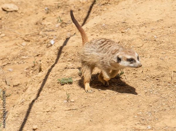 Fototapeta Meerkat (Suricata suricatta) or suricate,, clearly showing it's brindled coat pattern. with raised front paws.