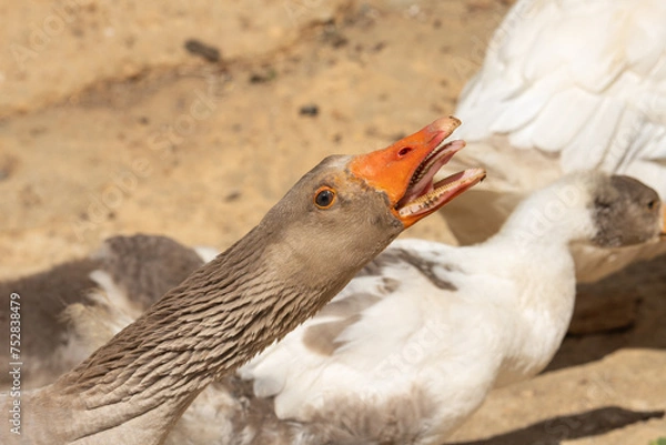 Fototapeta Goose head stretched up with orange beak open showing tongue, against blurred background