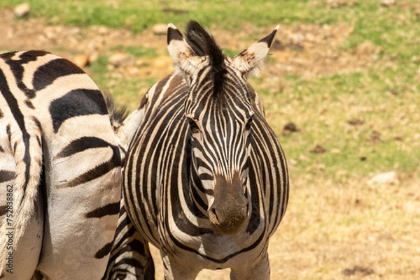 Fototapeta Two Zebras standing in green field, one facing camera, the other has rear to camera.