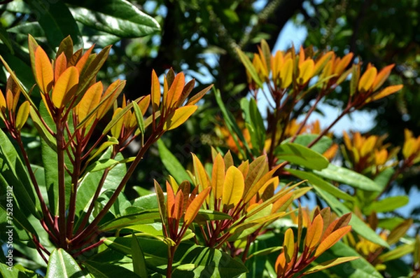 Obraz ヒメユズリハ の若葉に陽射し　ヒメユズリハ