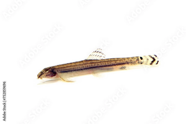 Fototapeta ドジョウ　スジシマドジョウ　白バック