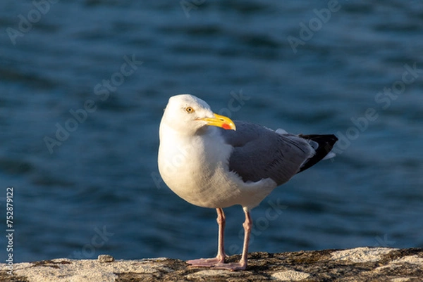 Obraz seagull on the rocks