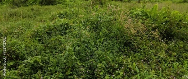 Fototapeta stack of weeds in the field