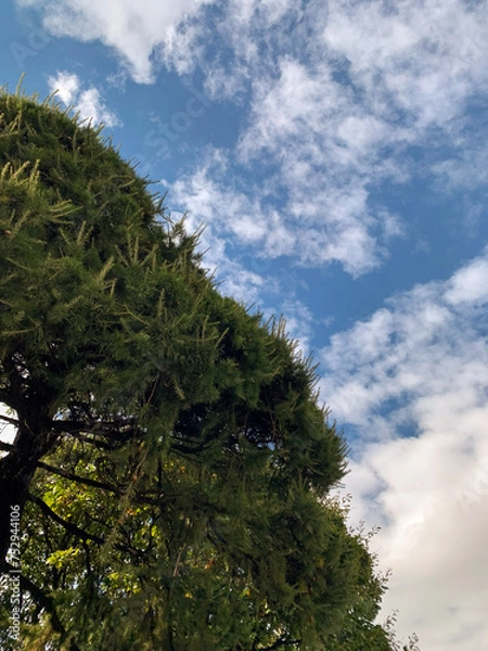 Obraz tree and sky
