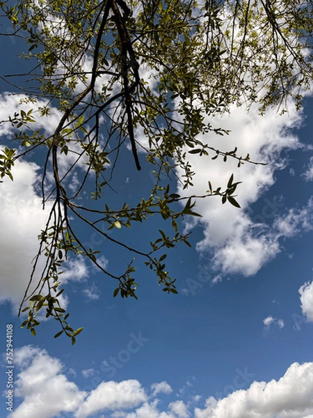 Obraz branches tree against sky