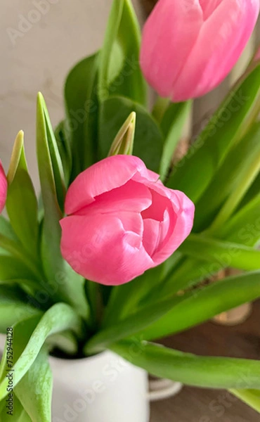 Obraz pink tulip 