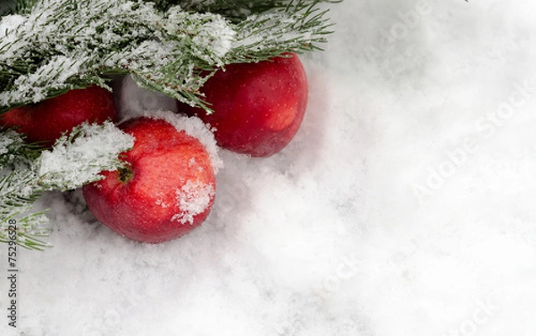 Obraz apples under a fir-tree branch on snow