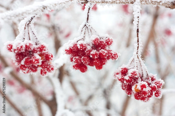 Obraz ash berries in snow