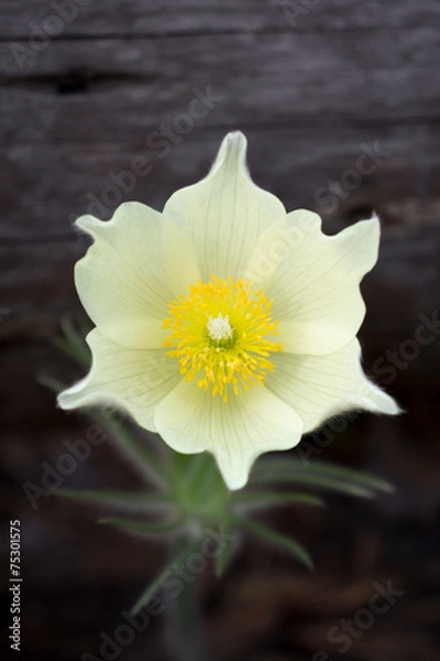 Fototapeta Pasque flower