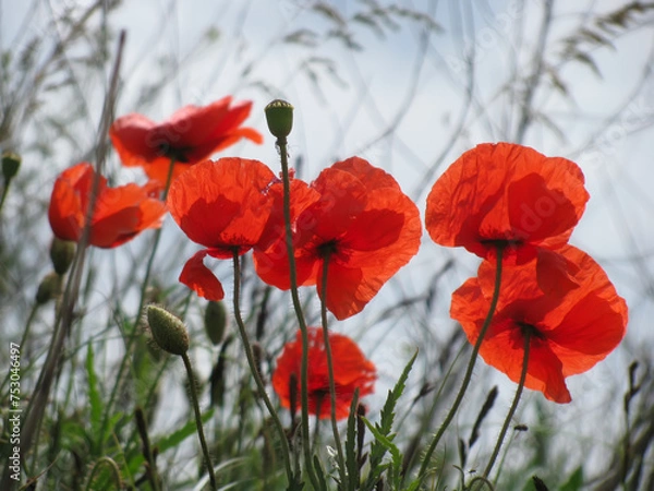 Obraz Red poppies against sky