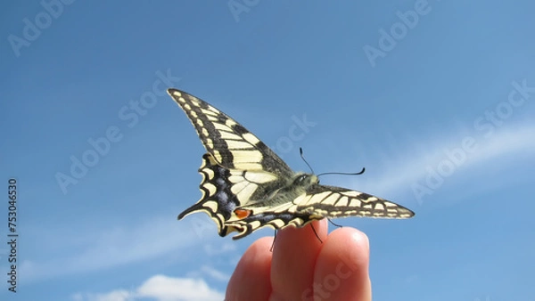 Obraz Butterfly against blue sky