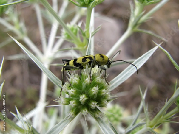 Obraz Beetle with long antennae	