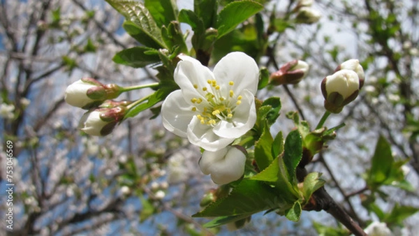 Obraz Flowering cherry tree background