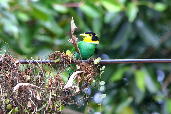 Obraz Long-tailed Broadbill
