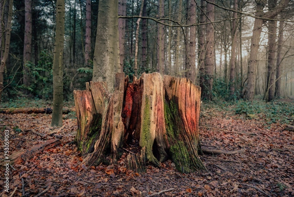 Fototapeta Colourful tree stump