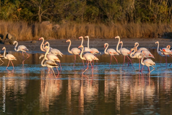Obraz group of flamingos in the swamp at golden hour