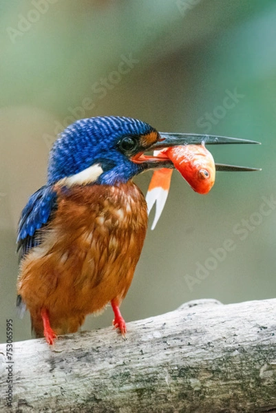 Obraz A blue-eared kingfisher alcedo meninting looks up in a perched pose enjoying the sunny day while looking for food