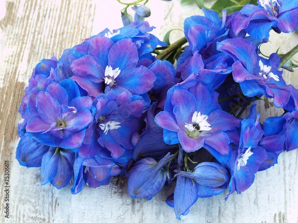 Obraz Blue Delphinium Flowers