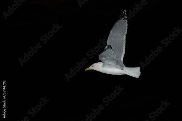 Obraz White dove flying with black background