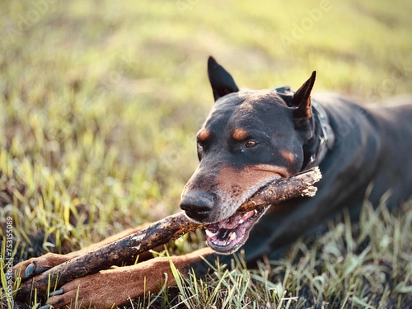 Obraz Sitting cropped doberman holding with paws and bitting wooden stick, selective focus and blurred grass background