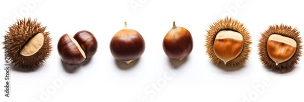 Fototapeta Array of chestnuts in various stages of being unshelled on a white background, showcasing the natural transition from spiky outer shell to smooth nut.