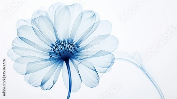 Fototapeta A beautiful cyanotype image features an x-ray of a gerbera, revealing transparent petals and intricate petal skeletons in stunning detail.