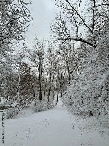 Obraz snow covered trees and trail