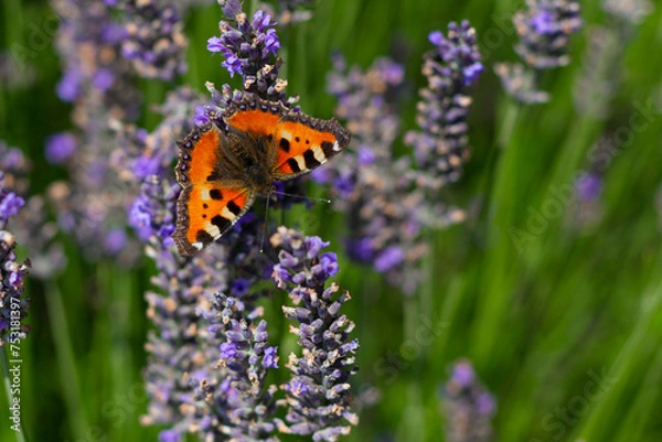 Fototapeta The small butterfly tortoiseshell (Aglais urticae) is a colourful Eurasian butterfly in the family Nymphalidae. Adults feed on nectar and may hibernate over winter.