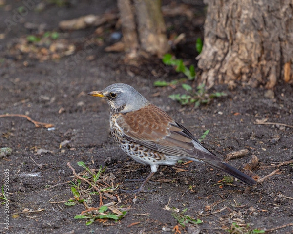 Fototapeta The fieldfare (Turdus pilaris) It breeds in woodland and scrub in northern Europe and across the Palearctic. It is strongly migratory, with many northern birds moving south during the winter.