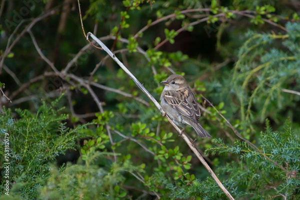 Fototapeta The house sparrow (Passer domesticus) is a bird strongly associated with human habitation, and can live in urban or rural settings. Though found in widely varied habitats and climates. female