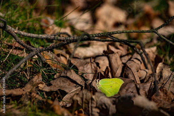 Fototapeta Gonepteryx rhamni, commonly named the common brimstone, is a butterfly of the family Pieridae. It lives throughout the Palearctic zone and is commonly found across Europe, Asia, and North Africa.