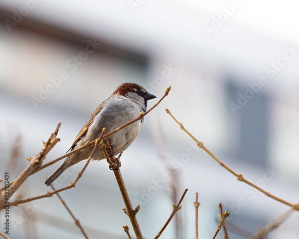 Fototapeta The house sparrow (Passer domesticus) is a bird strongly associated with human habitation, and can live in urban or rural settings. Though found in widely varied habitats and climates. male