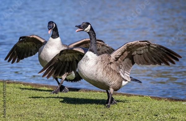 Fototapeta Close up of pair of Canada Geese fighting with wings fully spread on lakeside grass. .