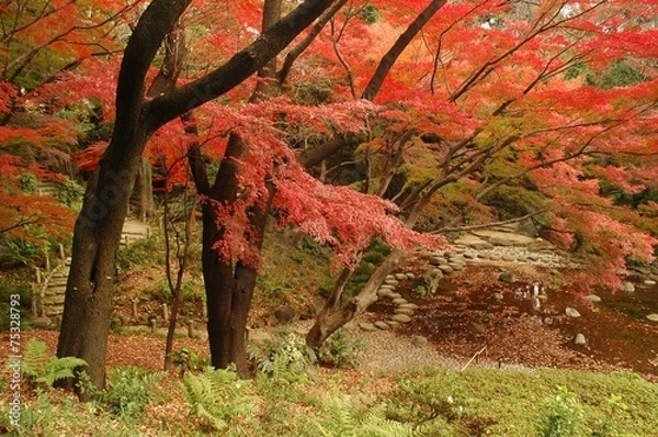Fototapeta 都会の紅葉