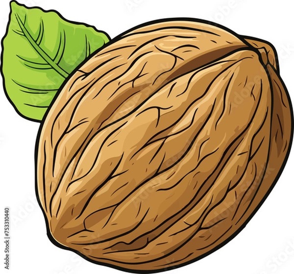 Obraz walnut vector illustration isolated on transparent  background. 
