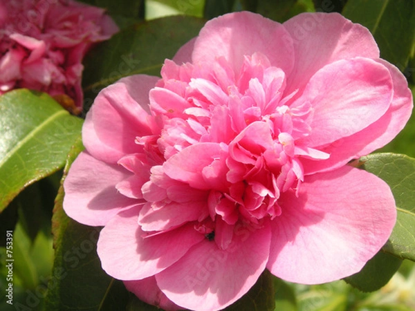 Obraz pink camellia